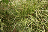 Carex dolichostachya 'Kaga-nishiki' RCP4-2015 060.JPG